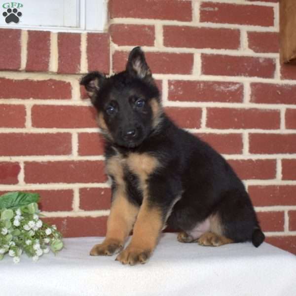 Patches, German Shepherd Puppy