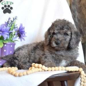 Patches, Mini Goldendoodle Puppy