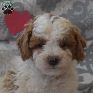 Patches, Cockapoo Puppy