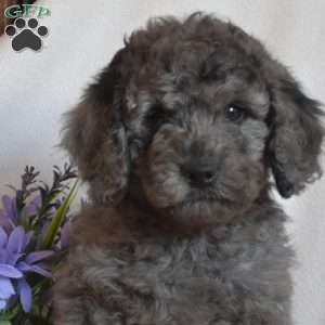 Patches, Mini Goldendoodle Puppy