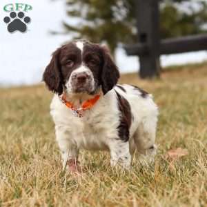 Patrick, English Springer Spaniel Puppy