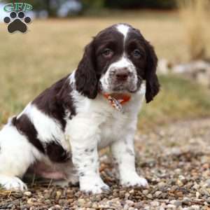 Patrick, English Springer Spaniel Puppy