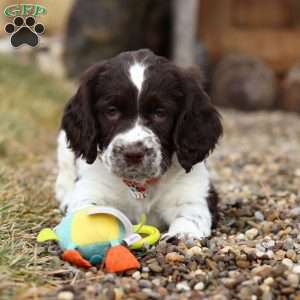 Patrick, English Springer Spaniel Puppy