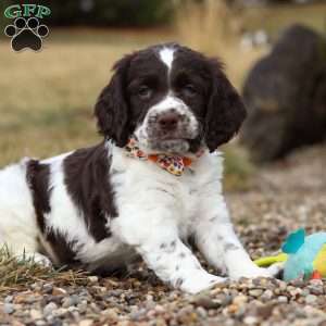 Patrick, English Springer Spaniel Puppy