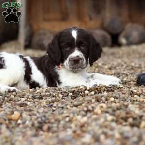 Patrick, English Springer Spaniel Puppy