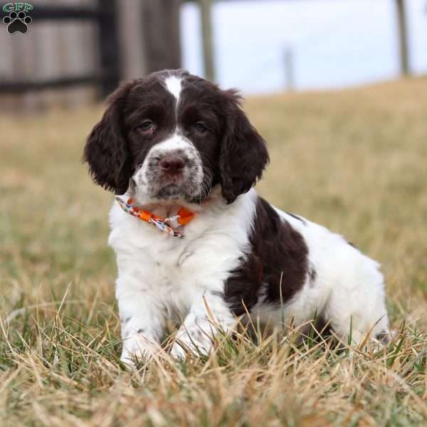 Patrick, English Springer Spaniel Puppy