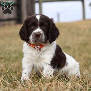 Patrick, English Springer Spaniel Puppy