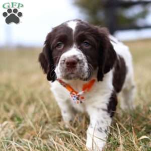 Patrick, English Springer Spaniel Puppy