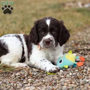 Patrick, English Springer Spaniel Puppy