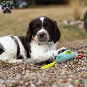 Patrick, English Springer Spaniel Puppy