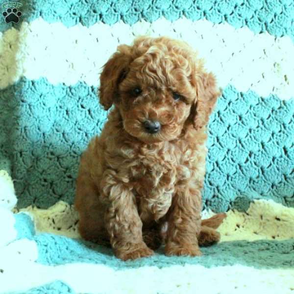 Patrick, Toy Poodle Puppy