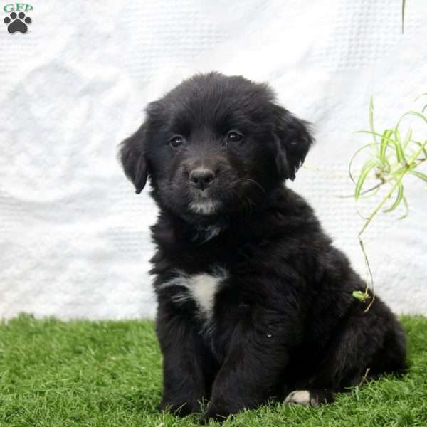 Patrick, Bernese Golden Mountain Dog Puppy