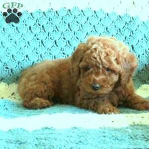 Patrick, Toy Poodle Puppy