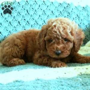 Patrick, Toy Poodle Puppy