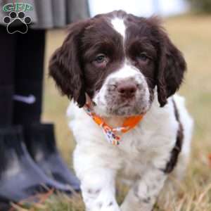 Patrick, English Springer Spaniel Puppy