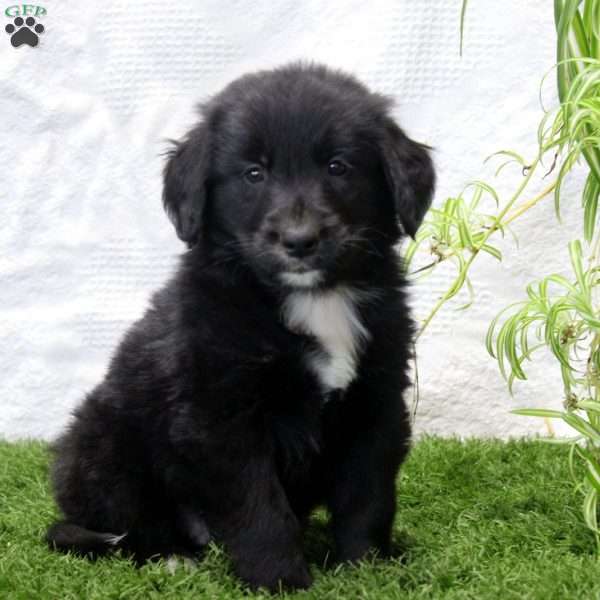 Paul, Bernese Golden Mountain Dog Puppy