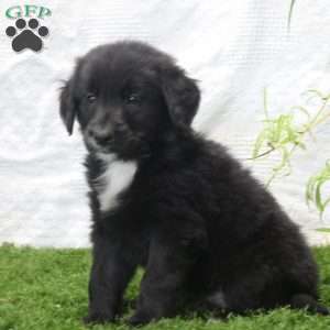 Paul, Bernese Golden Mountain Dog Puppy