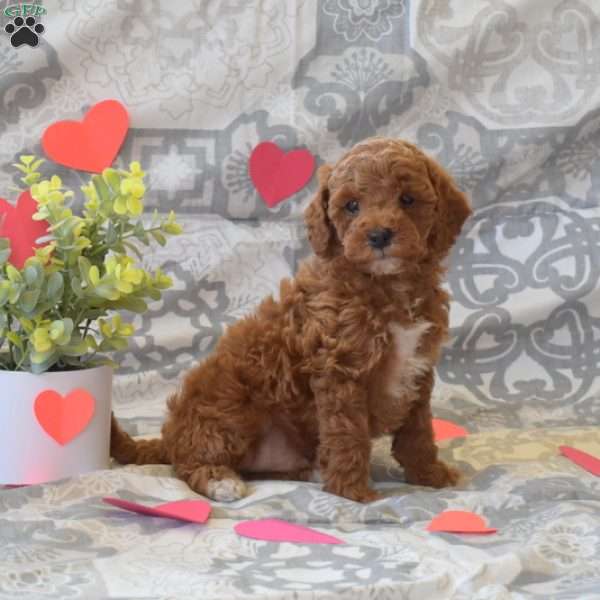 Paws, Cockapoo Puppy