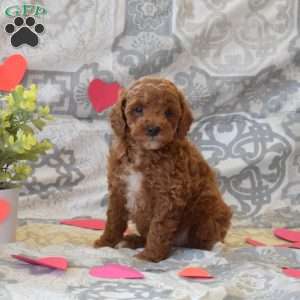 Paws, Cockapoo Puppy