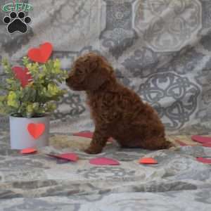 Paws, Cockapoo Puppy