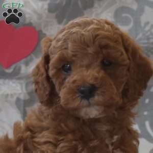 Paws, Cockapoo Puppy