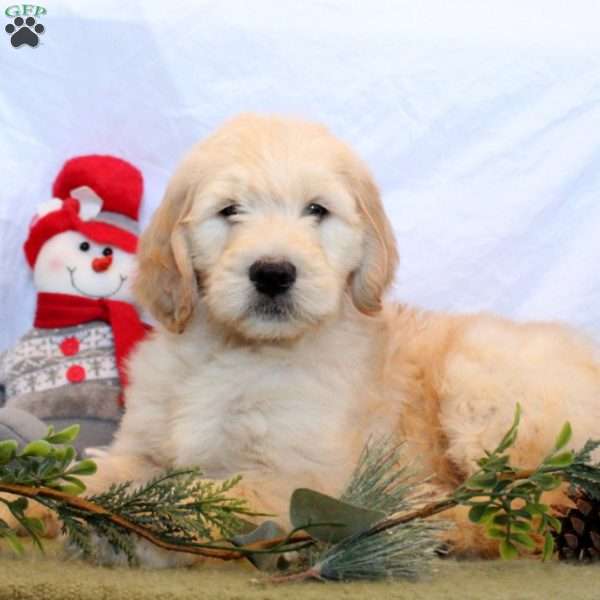 Paxton, Goldendoodle Puppy