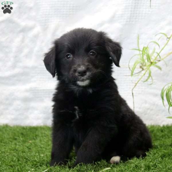 Payton, Bernese Golden Mountain Dog Puppy