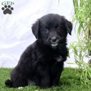 Payton, Bernese Golden Mountain Dog Puppy