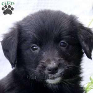 Payton, Bernese Golden Mountain Dog Puppy