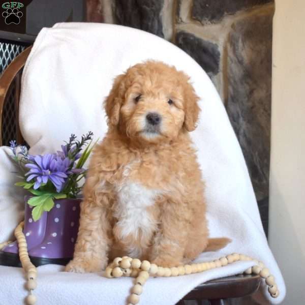 Peach, Mini Goldendoodle Puppy