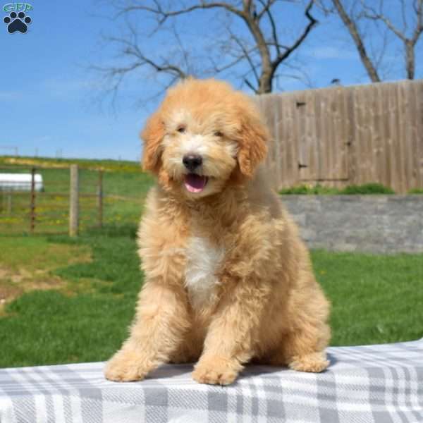 Peach, Mini Goldendoodle Puppy