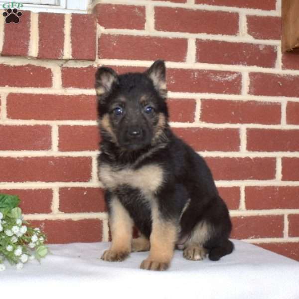 Peach, German Shepherd Puppy