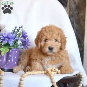 Peach, Mini Goldendoodle Puppy