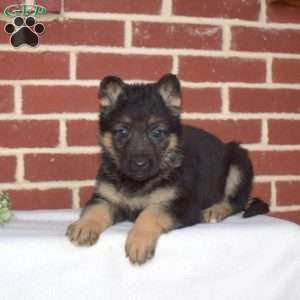 Peach, German Shepherd Puppy