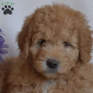 Peach, Mini Goldendoodle Puppy