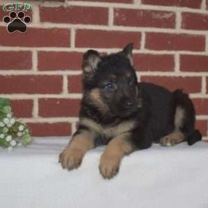 Peach, German Shepherd Puppy