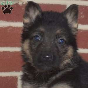 Peach, German Shepherd Puppy