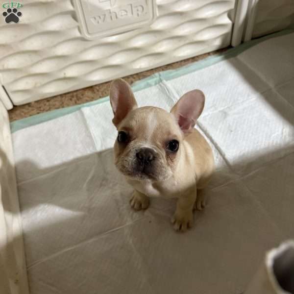 Peaches, French Bulldog Puppy