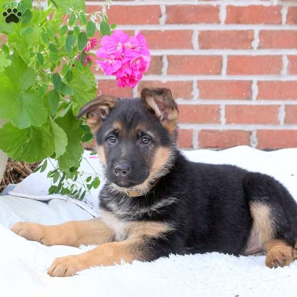 Peanut, German Shepherd Puppy