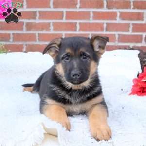 Peanut, German Shepherd Puppy