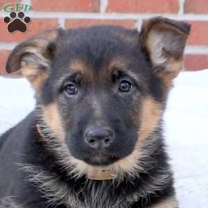 Peanut, German Shepherd Puppy