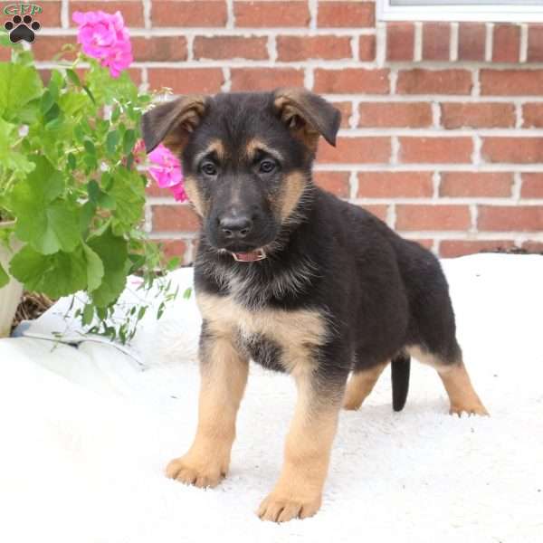 Pearl, German Shepherd Puppy