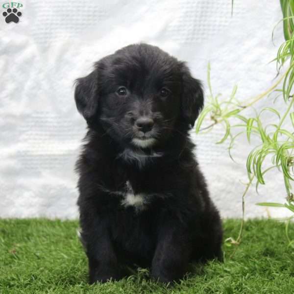 Pearl, Bernese Golden Mountain Dog Puppy