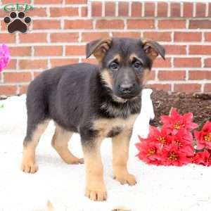 Pearl, German Shepherd Puppy