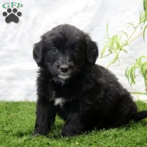 Pearl, Bernese Golden Mountain Dog Puppy