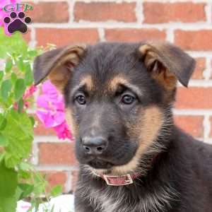 Pearl, German Shepherd Puppy