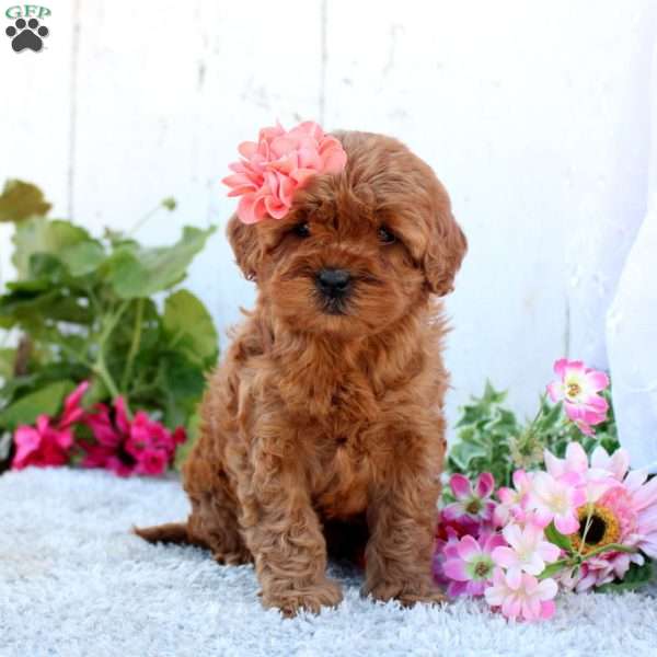 Pearl, Cavapoo Puppy