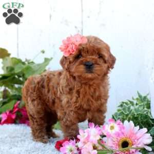 Pearl, Cavapoo Puppy