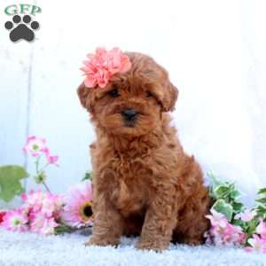 Pearl, Cavapoo Puppy