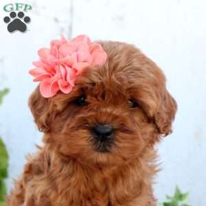 Pearl, Cavapoo Puppy